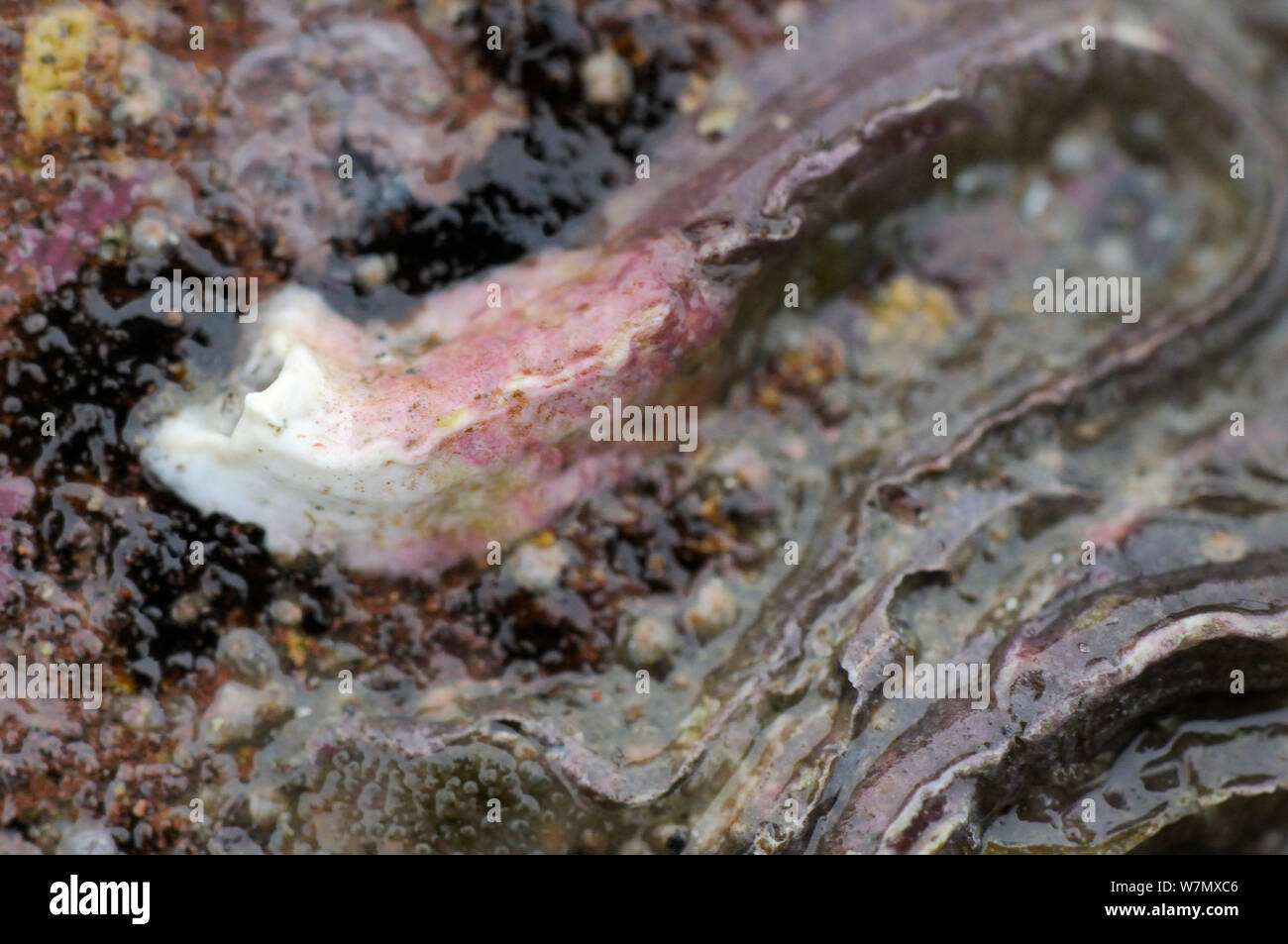 Keelworm hi-res stock photography and images - Alamy