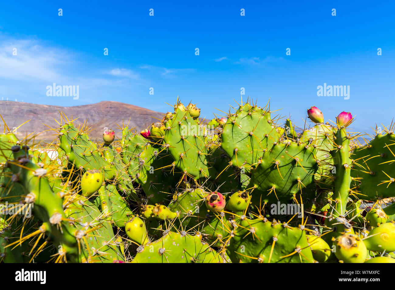 Spain, Lanzarote, Green opuntia cactus plant with big barbary fig fruits in volcanic countryside Stock Photo