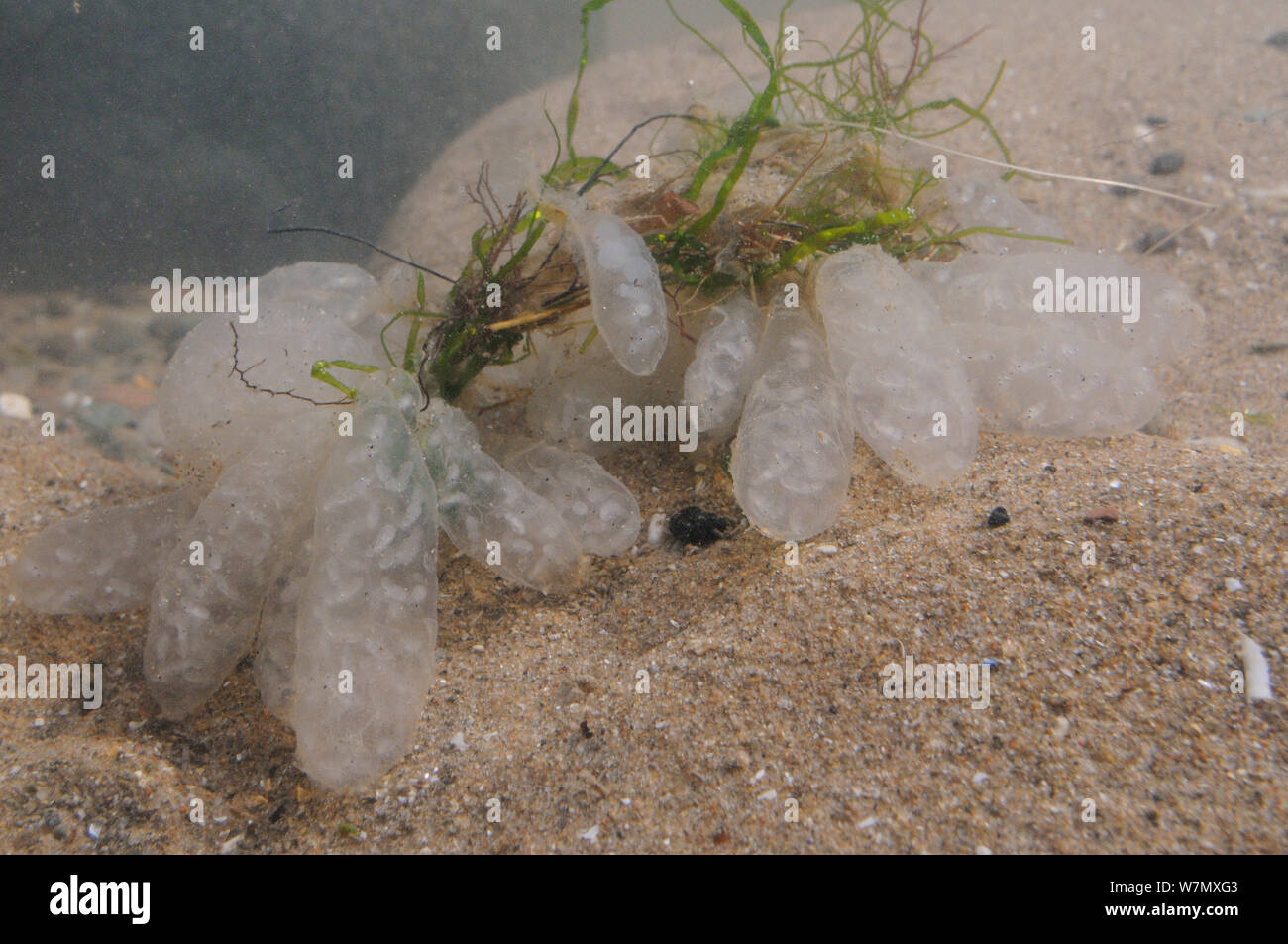 Common European squid egg sacs (Alloteuthis / Loligo subulata), with developing embryos visible, in rockpool after being washed ashore, St.Bees, Cumbria, UK, July. Stock Photo
