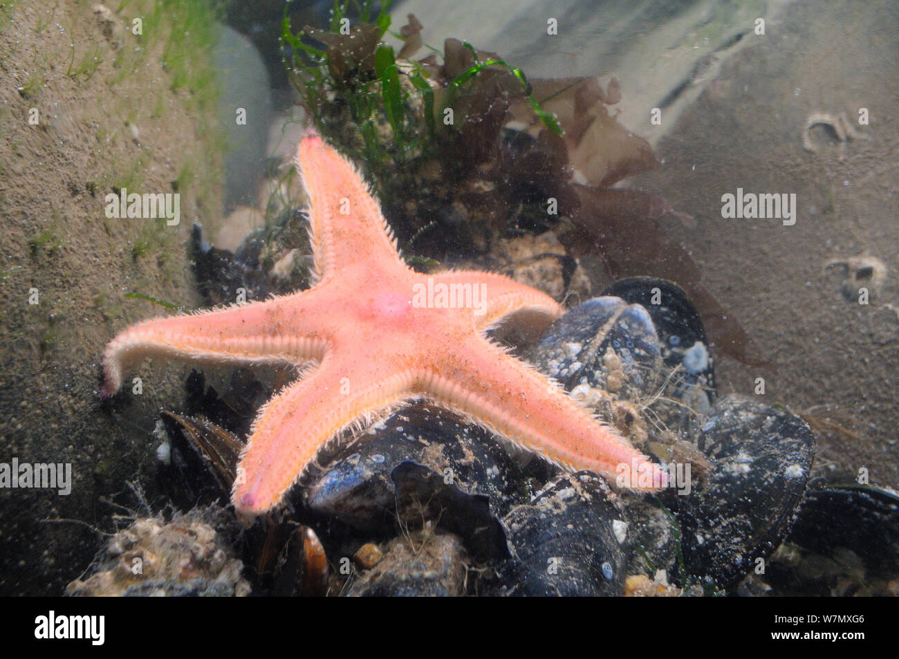Spiny comb starfish / Sand star (Astropecten irregularis), inspecting Common mussels (Mytilus edulis) after being washed into a rockpool during a storm, St.Bees, Cumbria, UK, July. Stock Photo