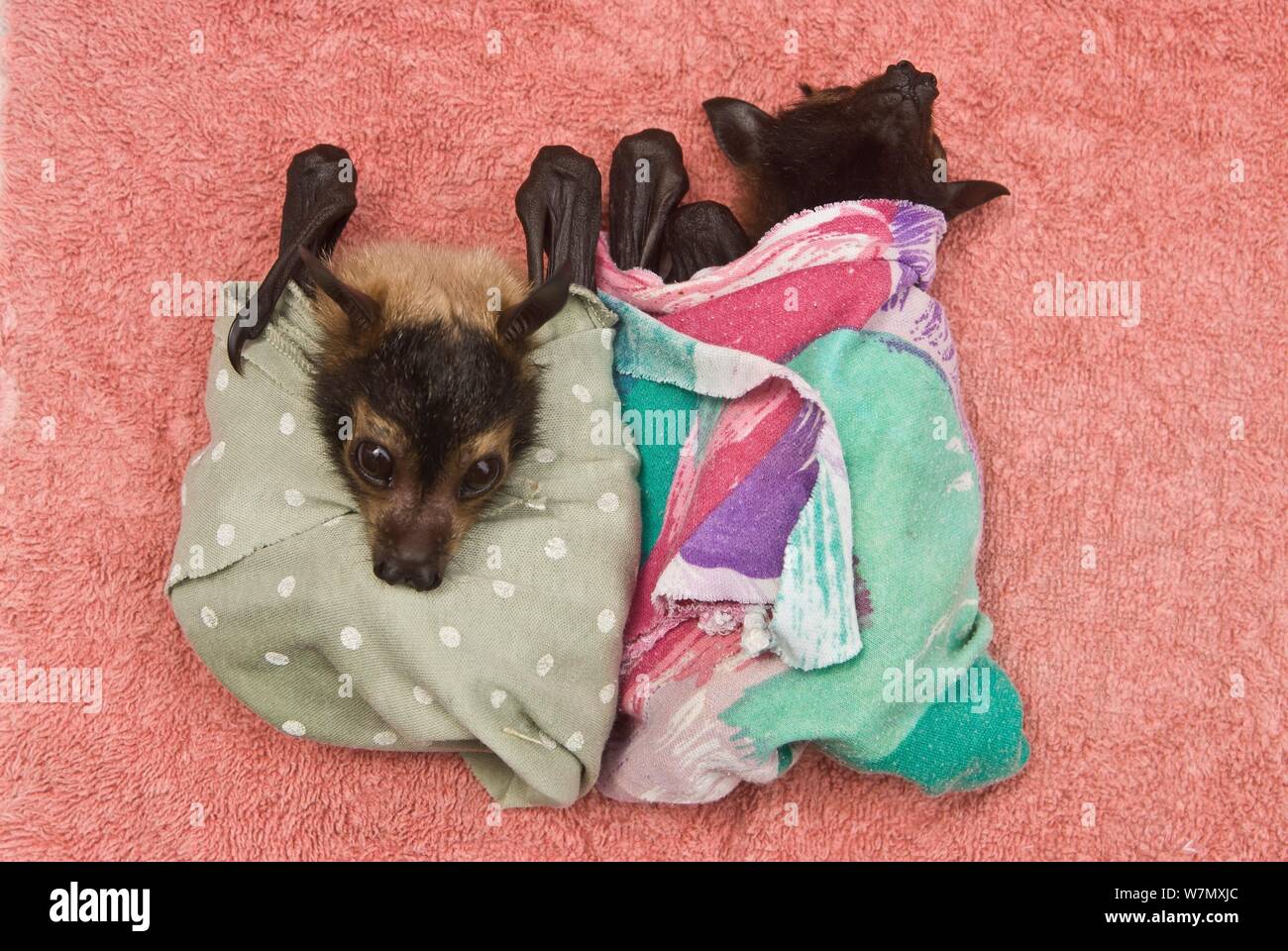 Spectacled flying fox (Pteropus conspicillatus) babies swaddled in cloth ready to sleep, Tolga Bat Hospital, Atherton, North Queensland, Australia. January 2008. Stock Photo