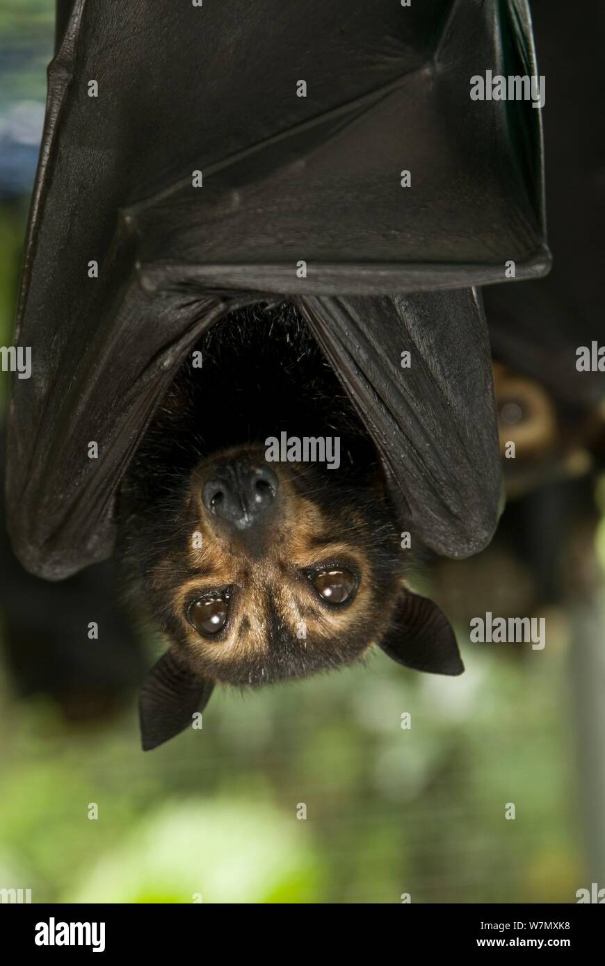 bat hanging upside down tattoo