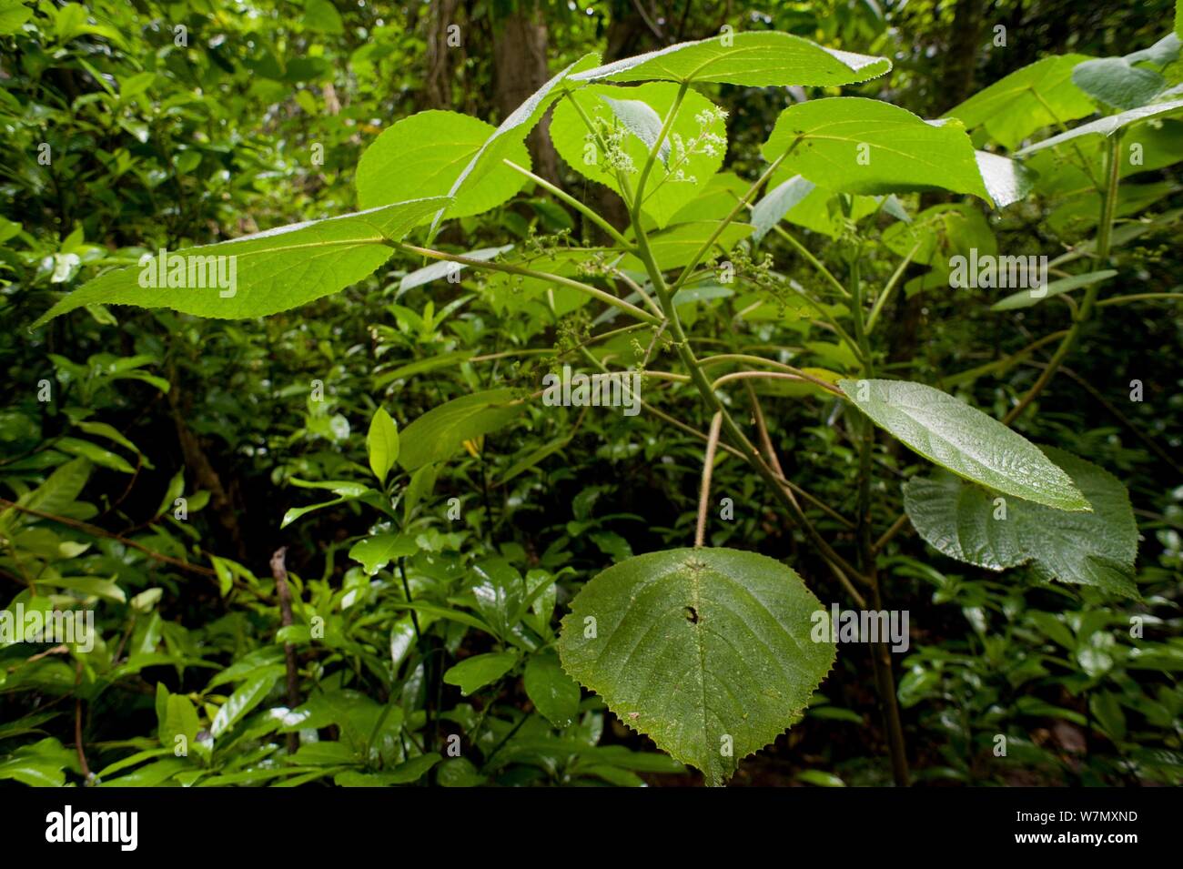 The stinging tree / Gympie-Gympie (Dendrocnide moroides) in rainforest, Tolga, Atherton Highlands, Queensland, Australia. One of the world most venomous plants which can cause months of excruciating pain. Stock Photo