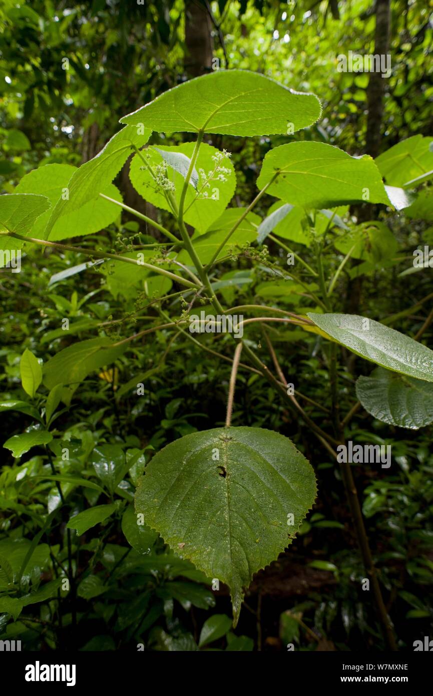 The stinging tree / GympieGympie (Dendrocnide moroides) in rainforest