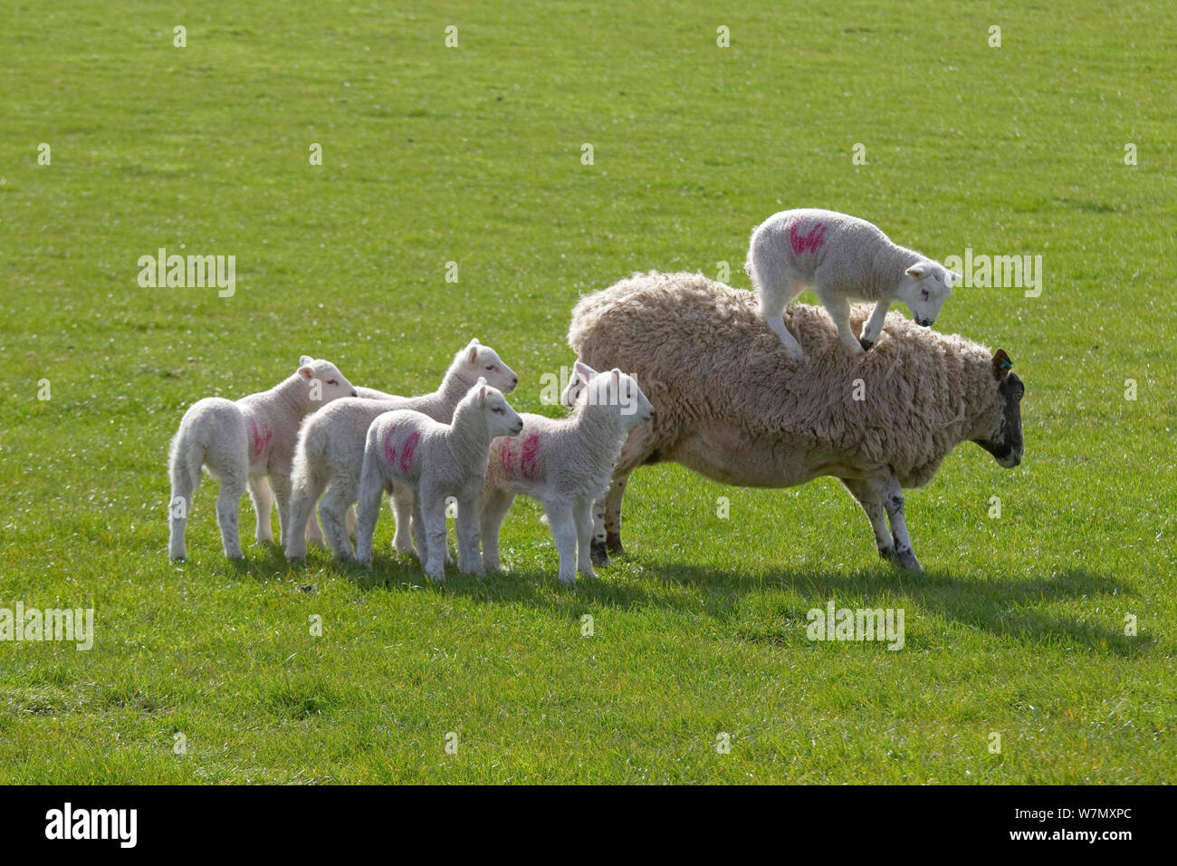 Domestic sheep (Ovis aries) lambs in meadow playing with one standing on Ewe, Norfolk, UK, March. Stock Photo