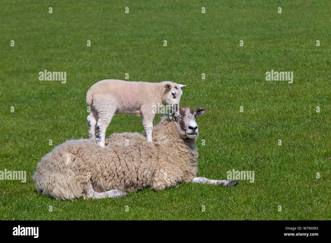 Domestic sheep (Ovis aries) lambs in meadow playing, with one standing on Ewe, Norfolk, UK, March. Stock Photo