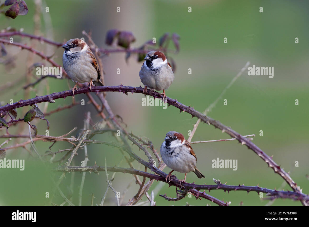 House sparrow (Passer domesticus) three males perched in farm hedgerow, UK, February. Stock Photo