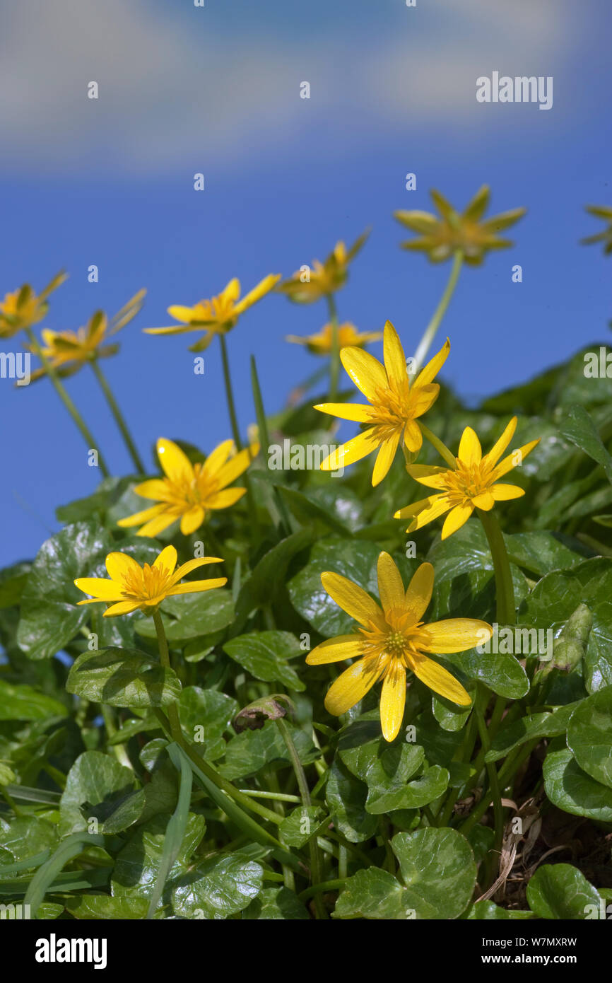 Lesser celedines (Ranunculus ficaria) growing in hedgerow, UK, March. Stock Photo