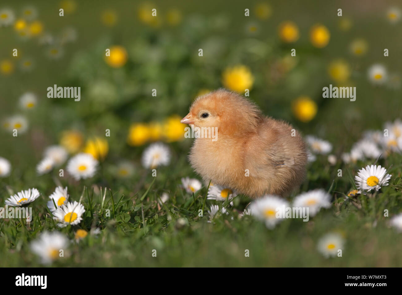 Domestic chicken (Gallus gallus domesticus) newly hatched day  chick  standing in amongst Daises  UK, March. Stock Photo