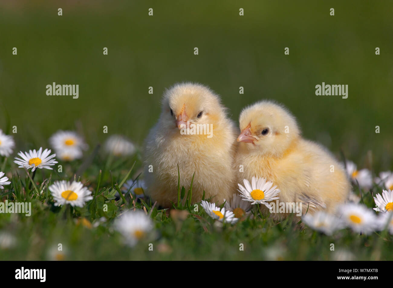 Domestic chicken (Gallus gallus domesticus) day old chicks newly hatched in amongst Daises  UK, March. Stock Photo