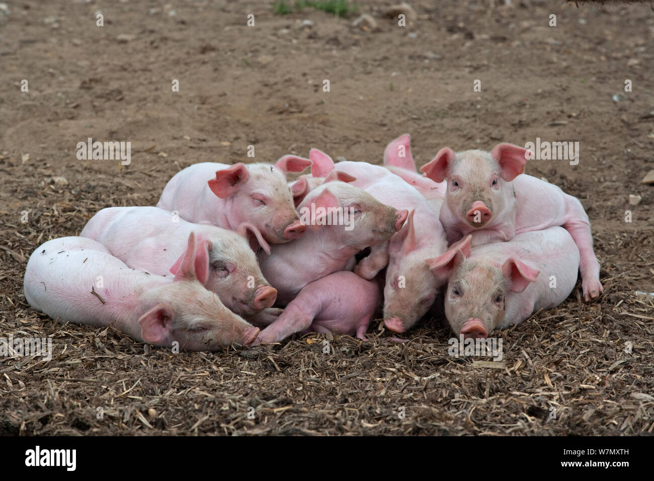 Domestic pig (Sus scrofa domestica) group of piglets sleeping in heap, UK, August. Stock Photo