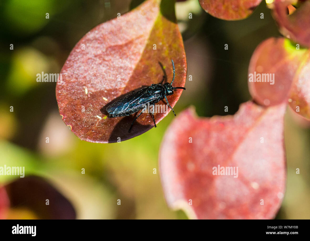 A macro shot of a berberis sawfly sitting on the brown leaf of a berberis bush. Stock Photo