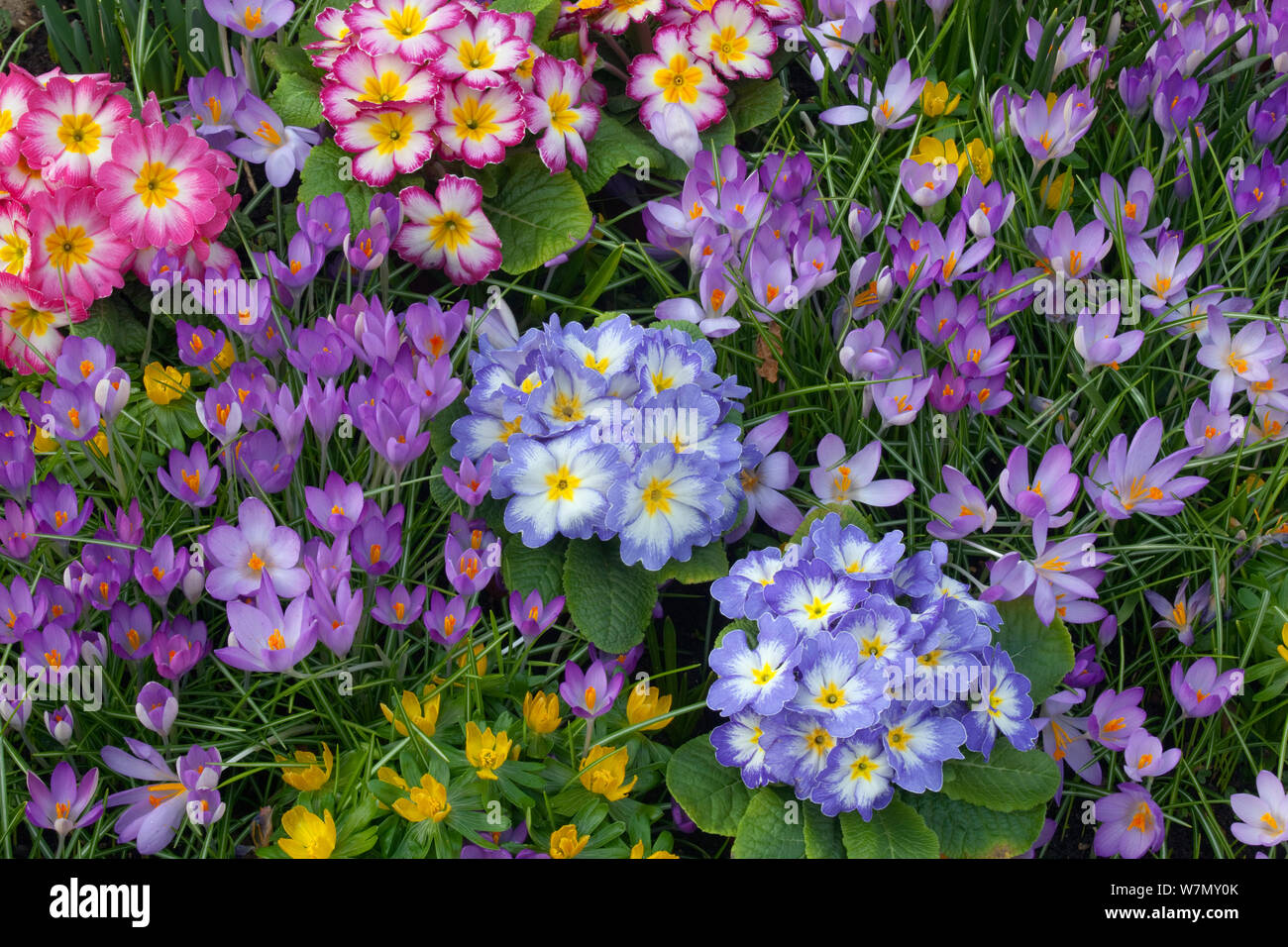 Spring Crocus Aconites Polyanthus and snowdrops in Garden Setting Norfolk March Stock Photo