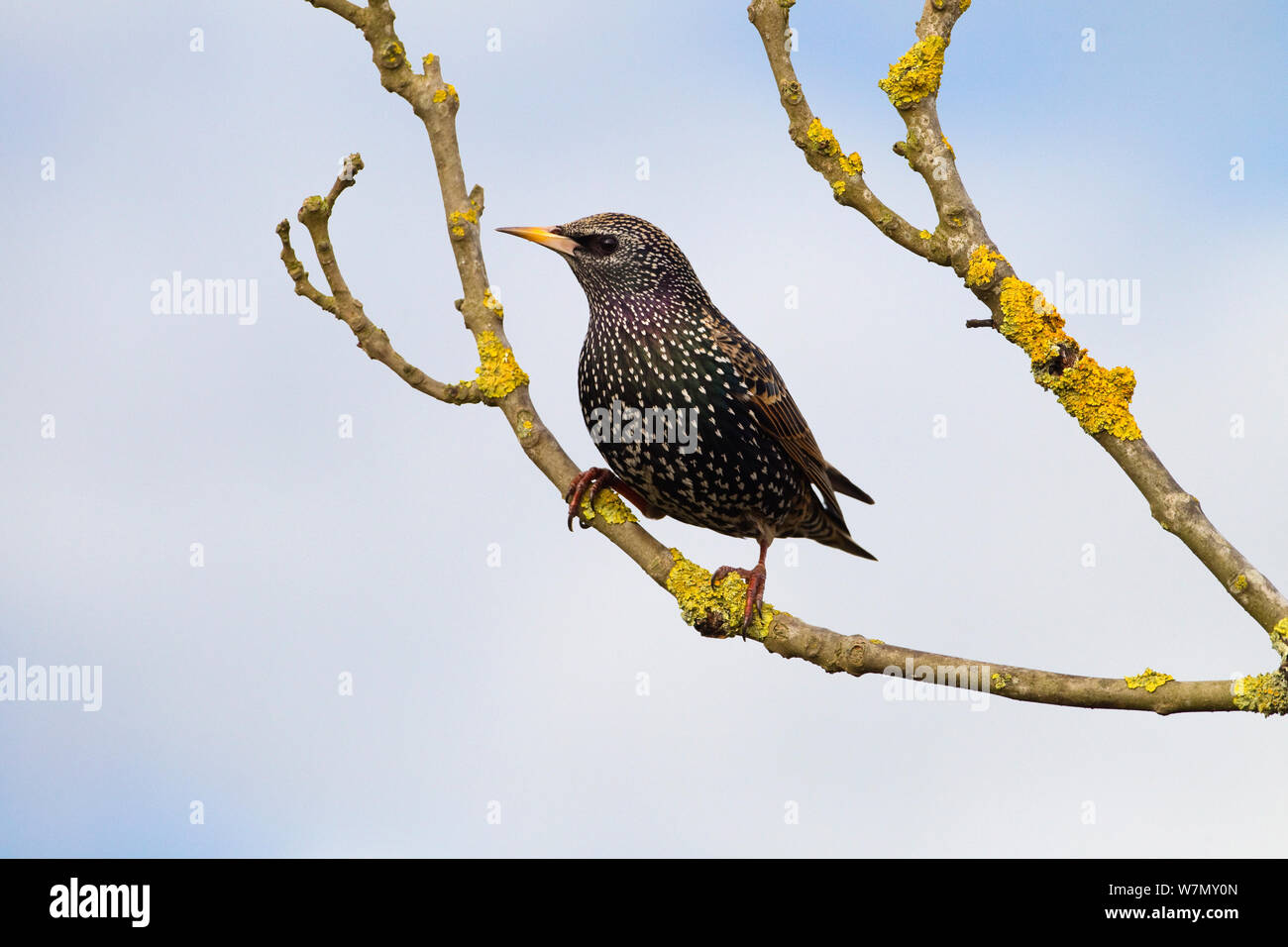Common starling (Sturnus vulgaris) perched, UK, May Stock Photo