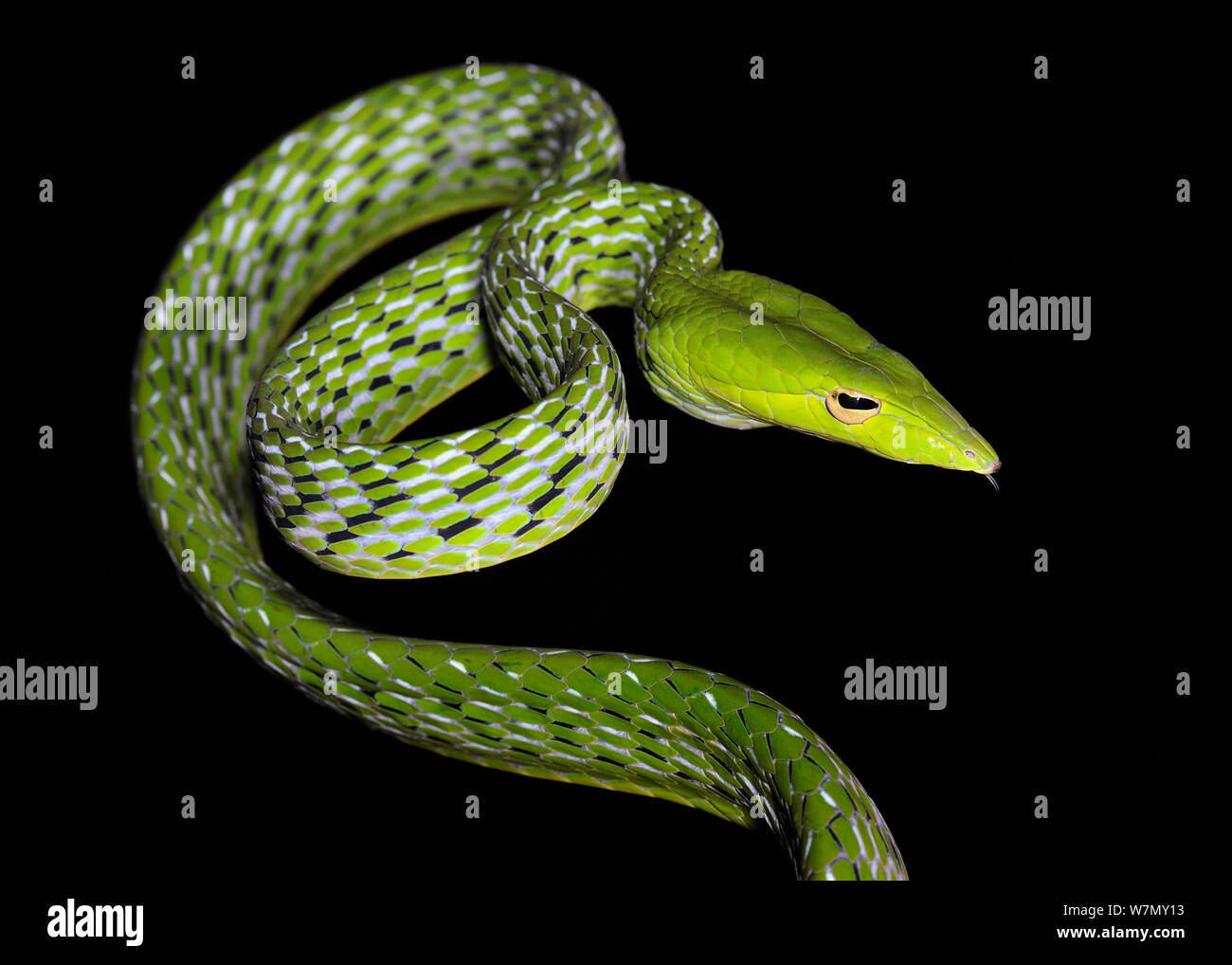 Asian vine / Oriental whip snake (Ahaetulla prasina) captive, from Asia Stock Photo