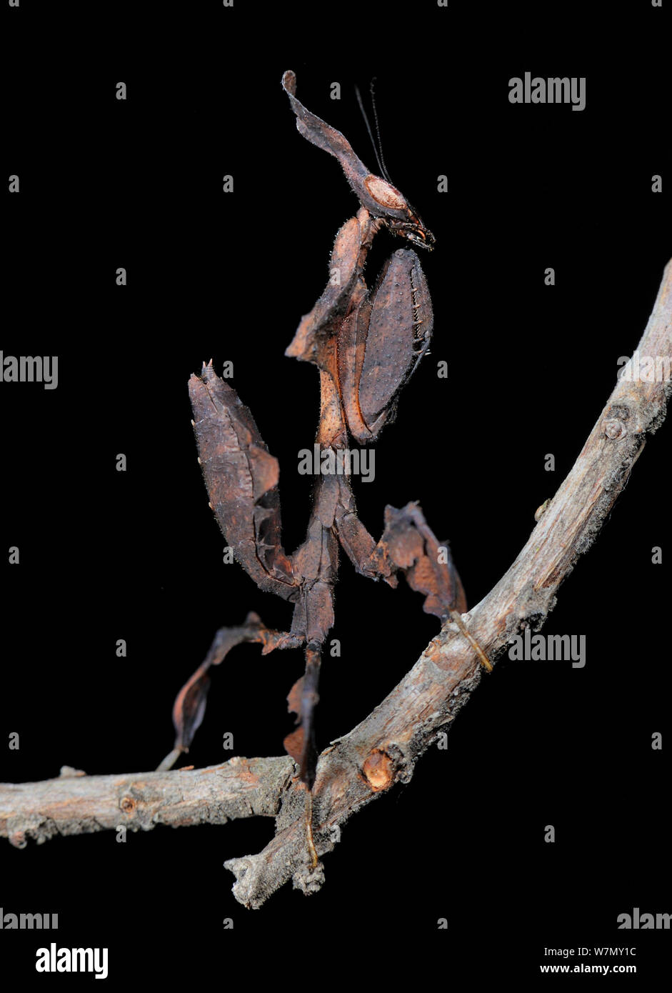 Ghost praying mantis (Phyllocrania paradoxa) on twig, captive, from Africa Stock Photo