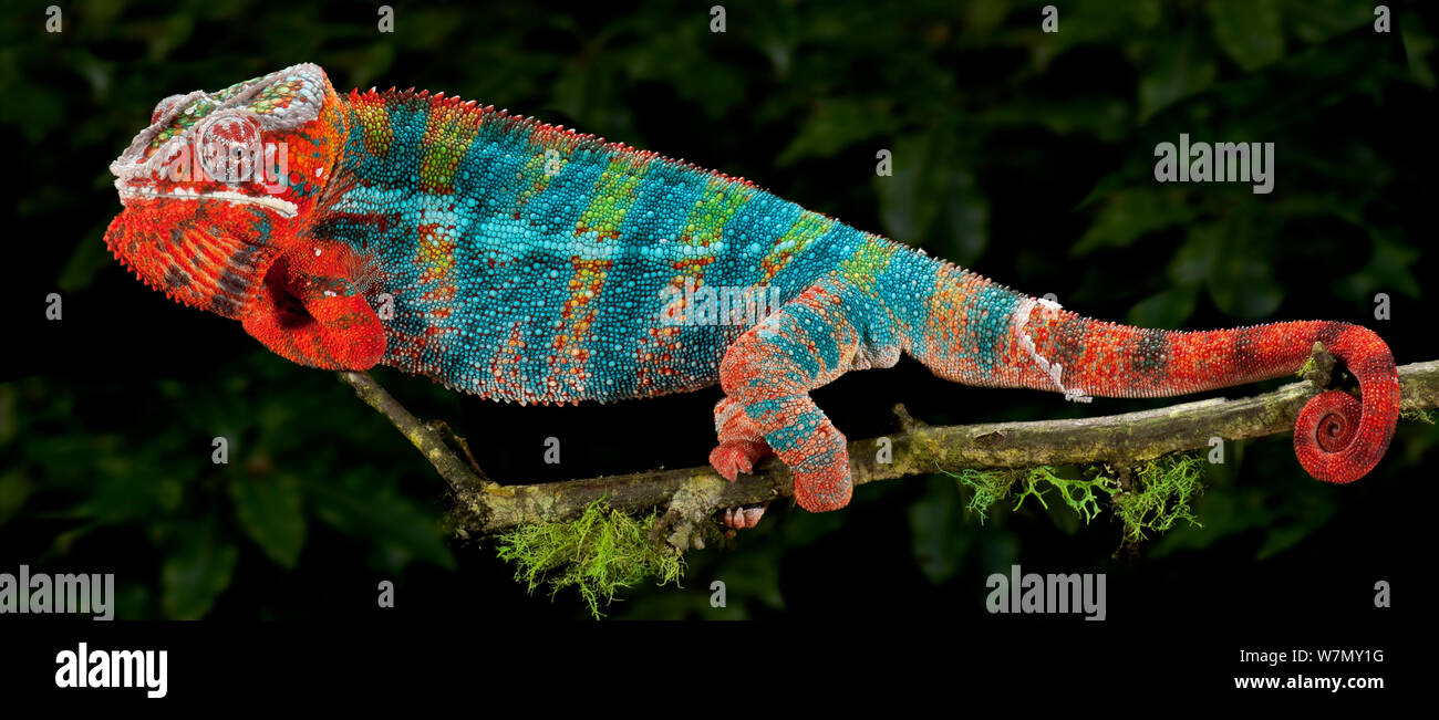 Panther chameleon (Furcifer pardalis) coloured red and blue, walking along branch, captive, from  Madagascar Stock Photo