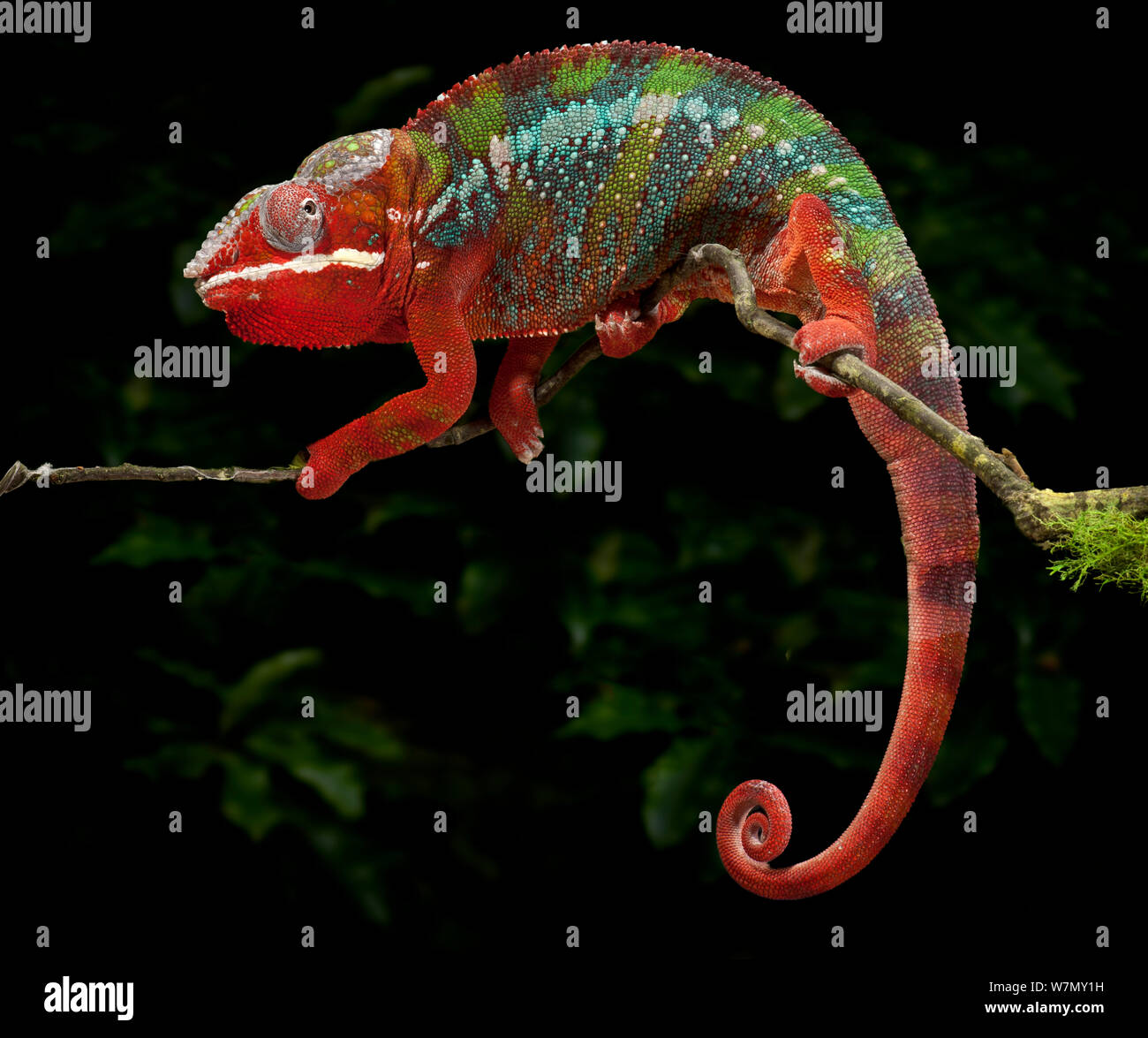 Panther chameleon (Furcifer pardalis) coloured red, blue and green, walking along branch, captive, from Madagascar Stock Photo