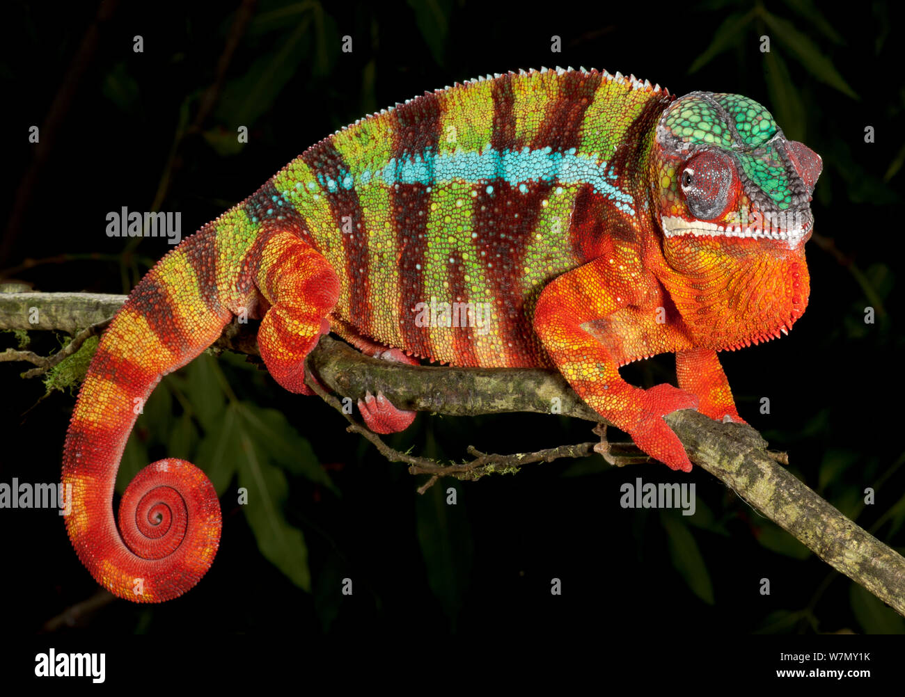Panther chameleon (Furcifer pardalis) striped red, green and brown, on branch, captive, from Madagascar Stock Photo