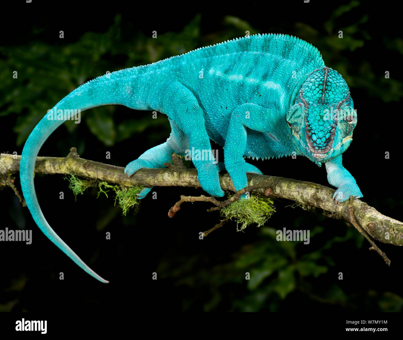 Panther chameleon (Furcifer pardalis) coloured blue, walking along branch, captive, from Madagascar Stock Photo