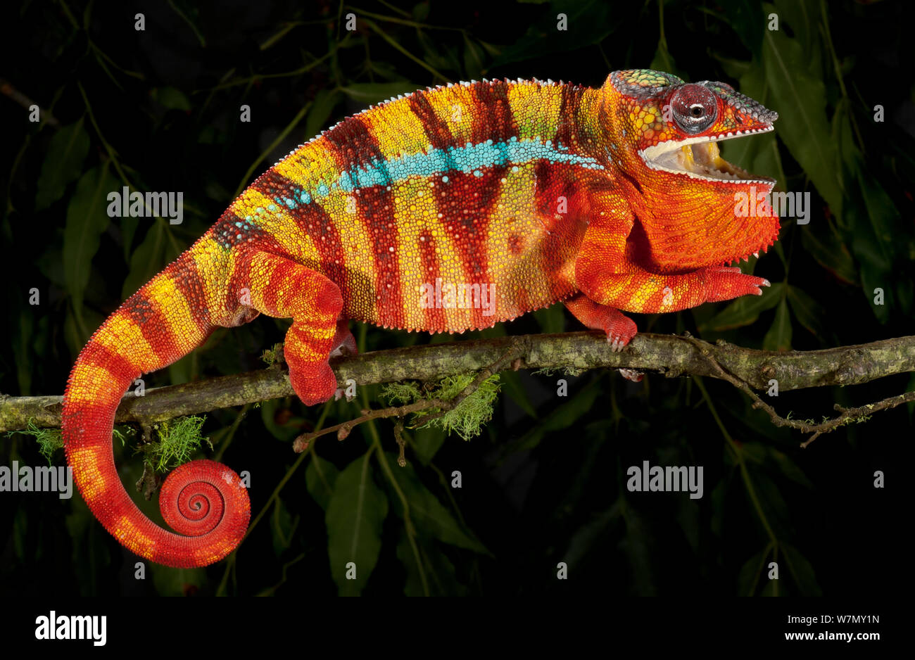 Panther chameleon (Furcifer pardalis) striped red, yellow and blue, walking along branch, captive, from Madagascar Stock Photo