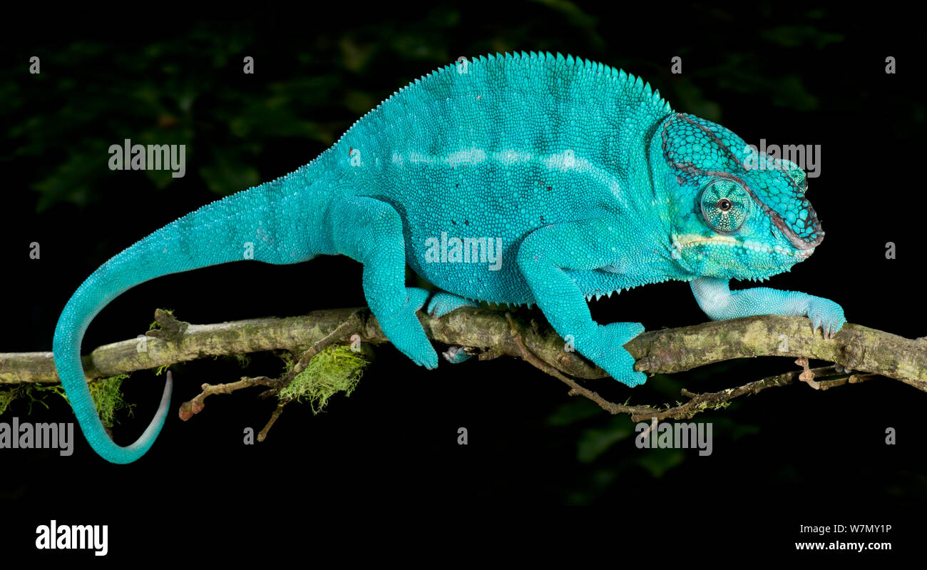 Panther chameleon (Furcifer pardalis) coloured blue, walking along branch, captive, from Madagascar Stock Photo