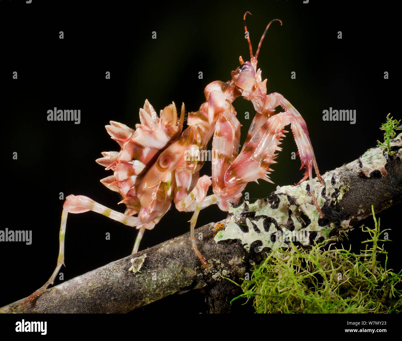 Spiny flower mantis (Pseudocreobotra wahlbergii) captive, from South and East Africa Stock Photo