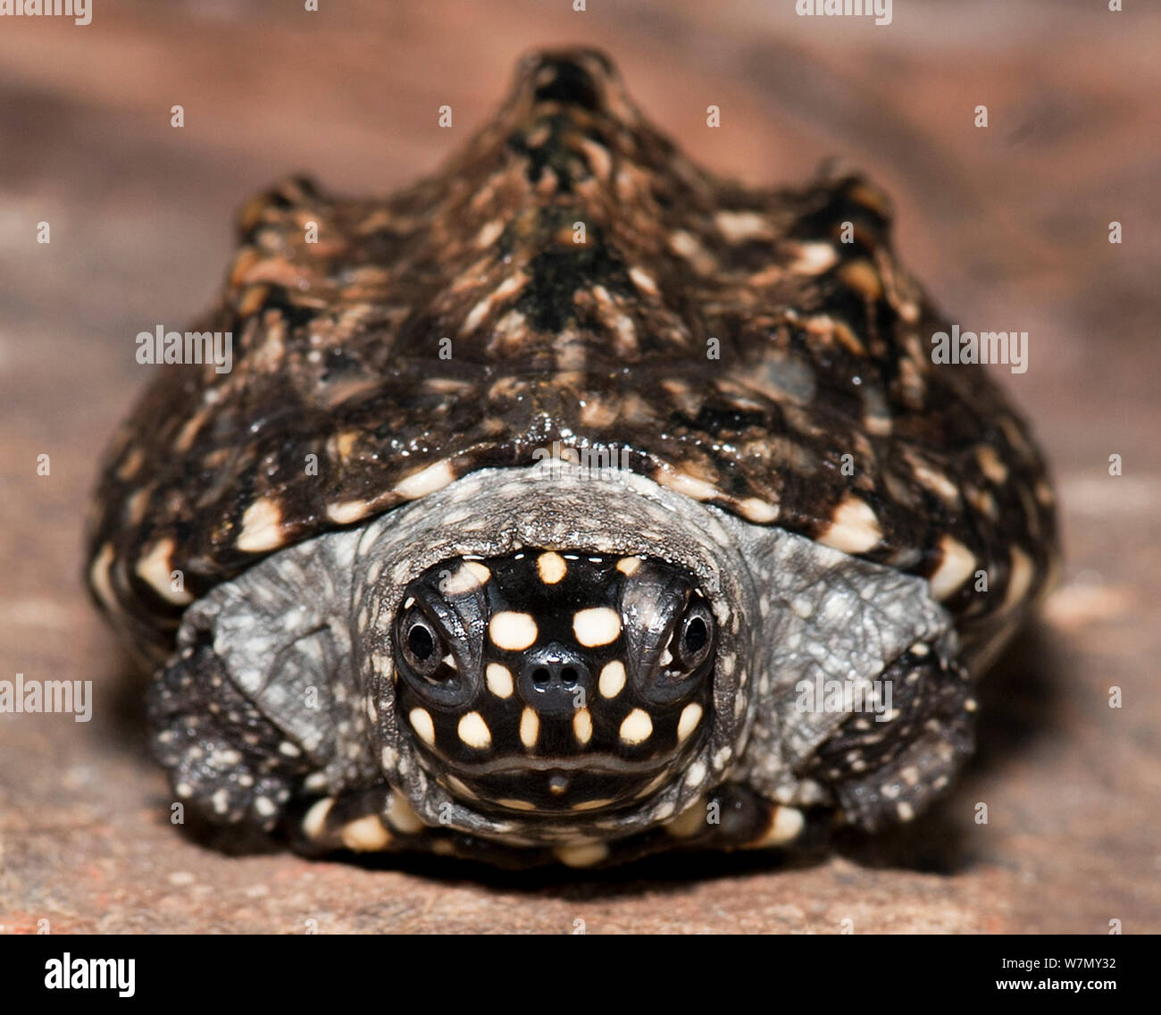 Black / Indian spotted pond turtle (Geoclemys hamiltonii) captive, from Asia Stock Photo