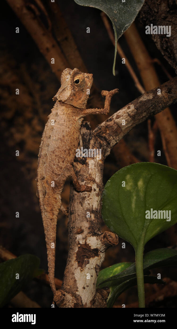 Plate leafed chameleon (Brookesia stumpffi) climbing vegetation, captive, from Madagascar Stock Photo