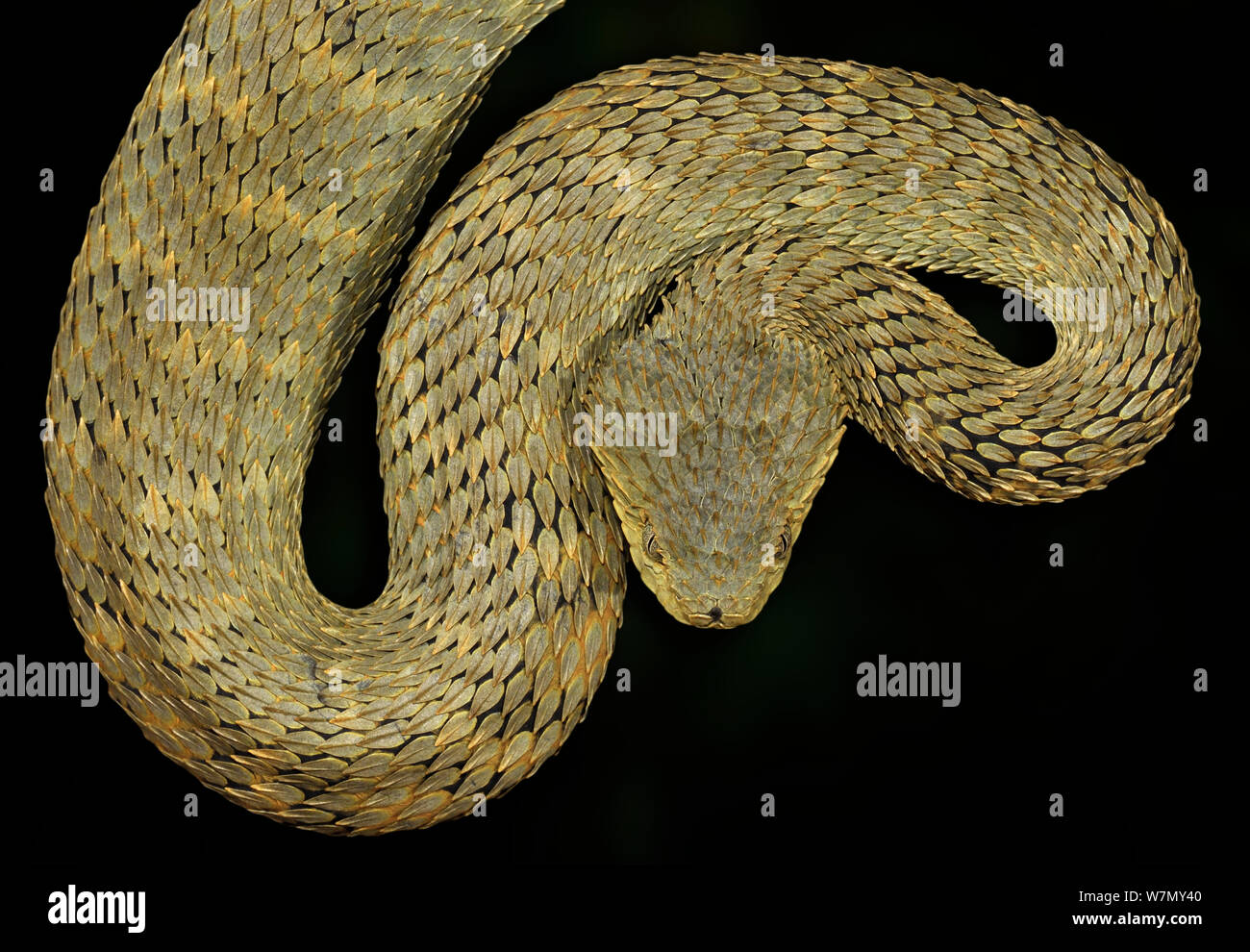 Stock photo of West African tree viper (Atheris chlorechis) portrait, Togo.  Controlled. Available for sale on