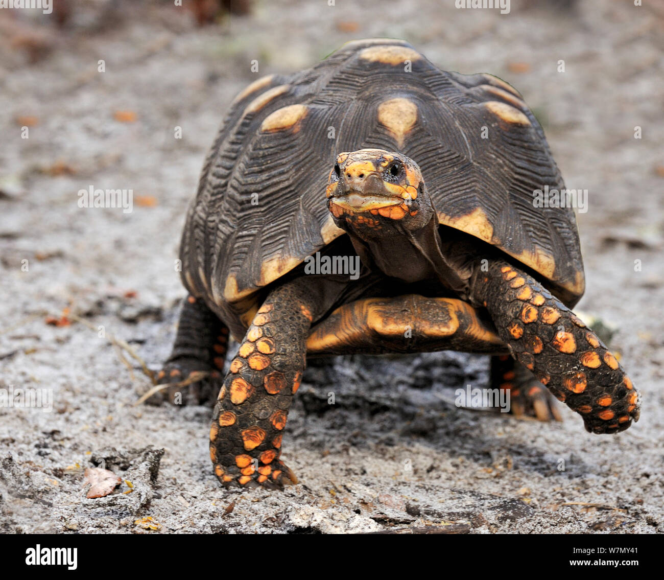 Red Footed Tortoise Geochelone Carbonaria Stock Photos Red