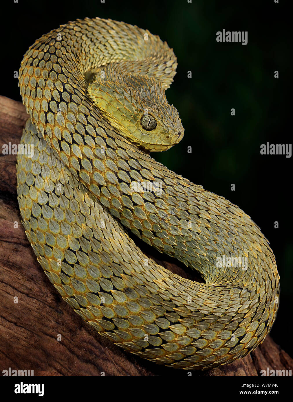 Hairy Bush Viper (Atheris hispida) in Rainforest Nature Stock