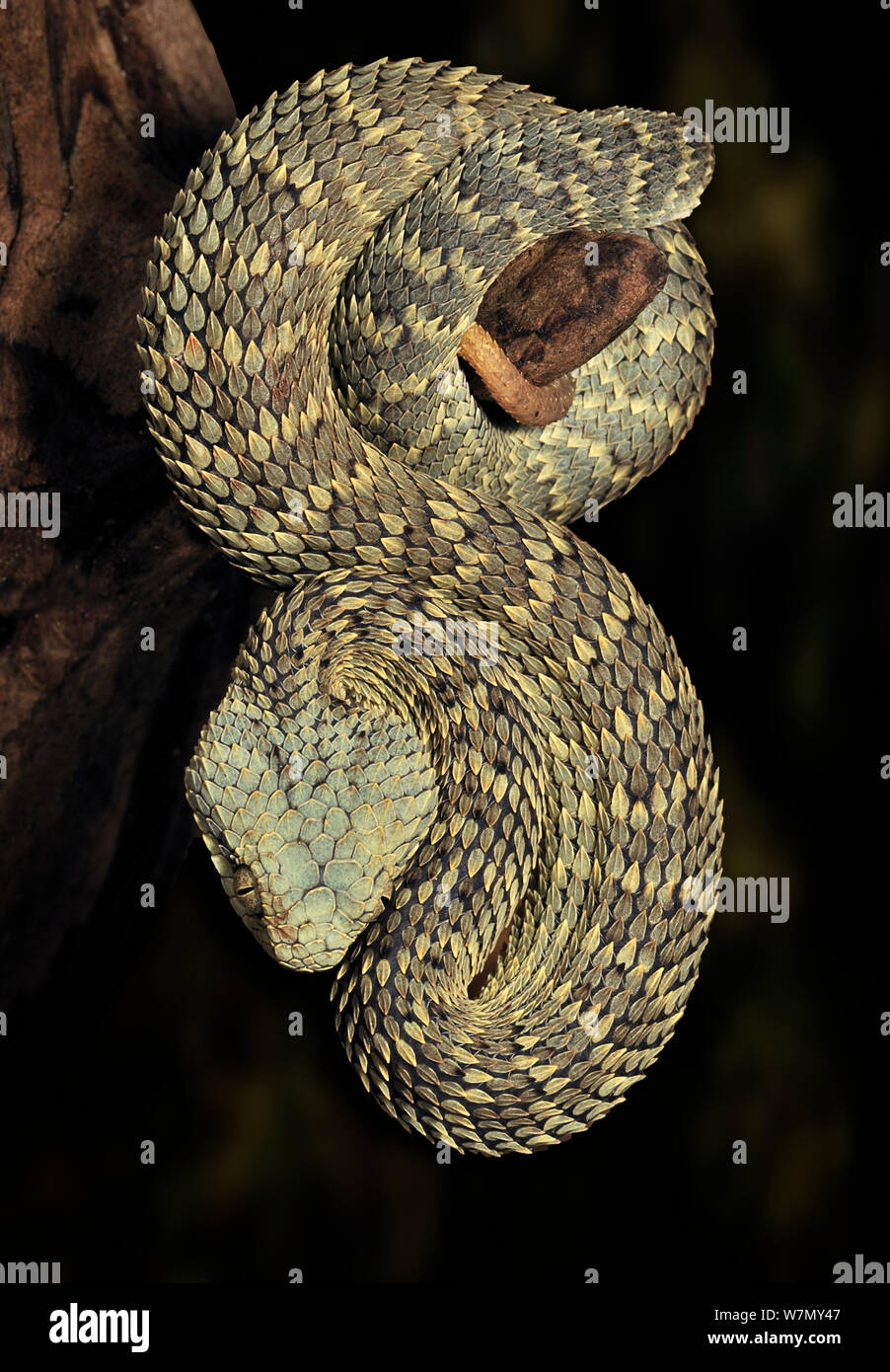African / Variable Bush Viper (Atheris squamigera) captive, from West and Central Africa Stock Photo