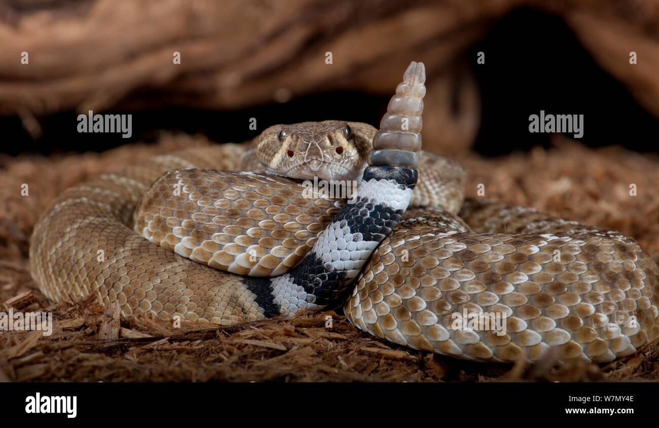 Red Diamond Rattlesnake (Crotalus ruber) captive from USA and Mexico Stock Photo