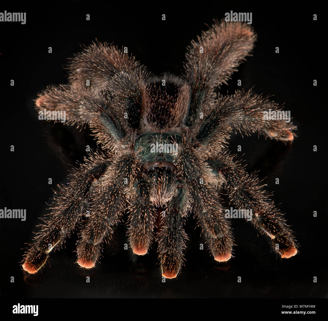 Pinktoe tarantula avicularia avicularia hires stock photography and images Alamy