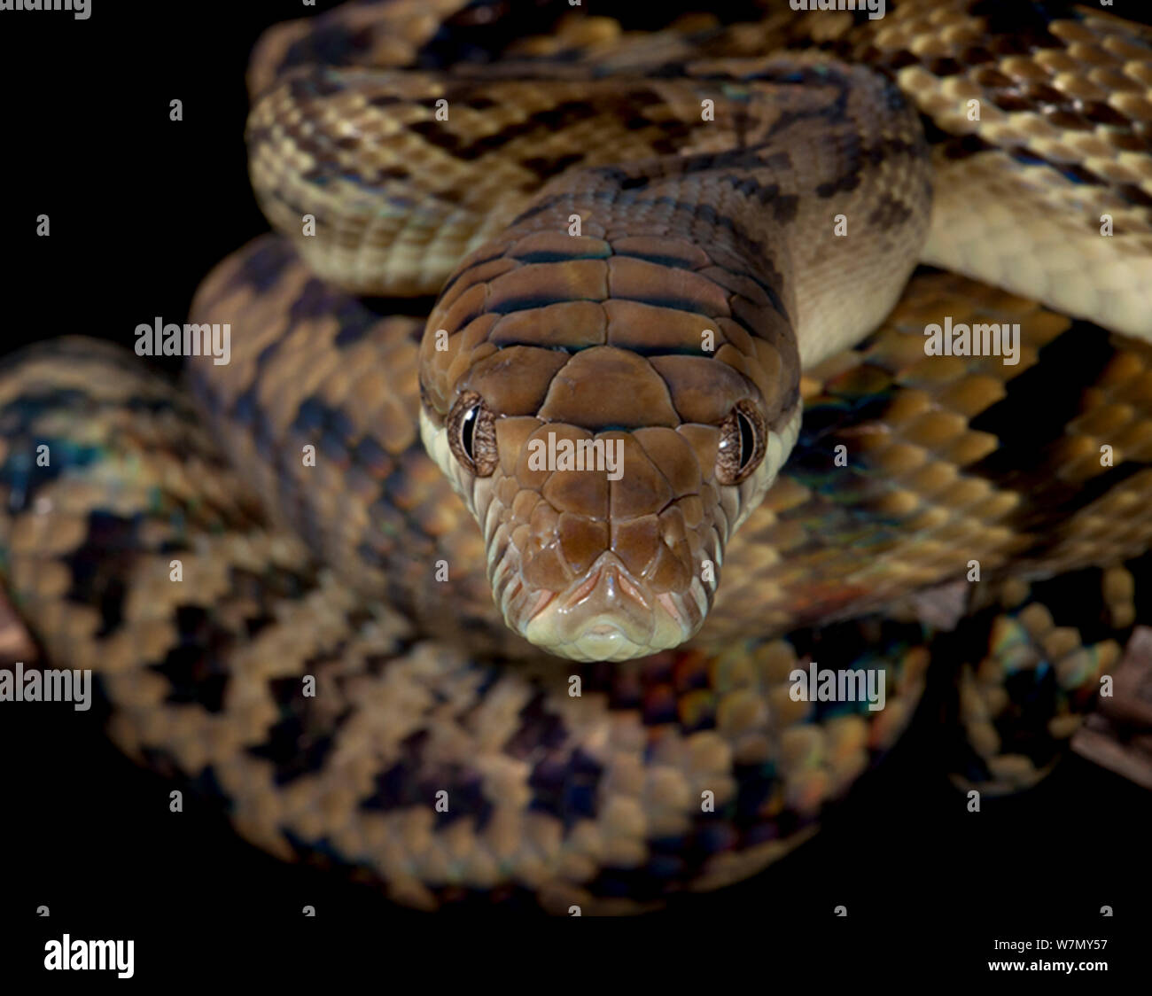 Python (Morelia amethistina) captive from Australasia Stock Photo
