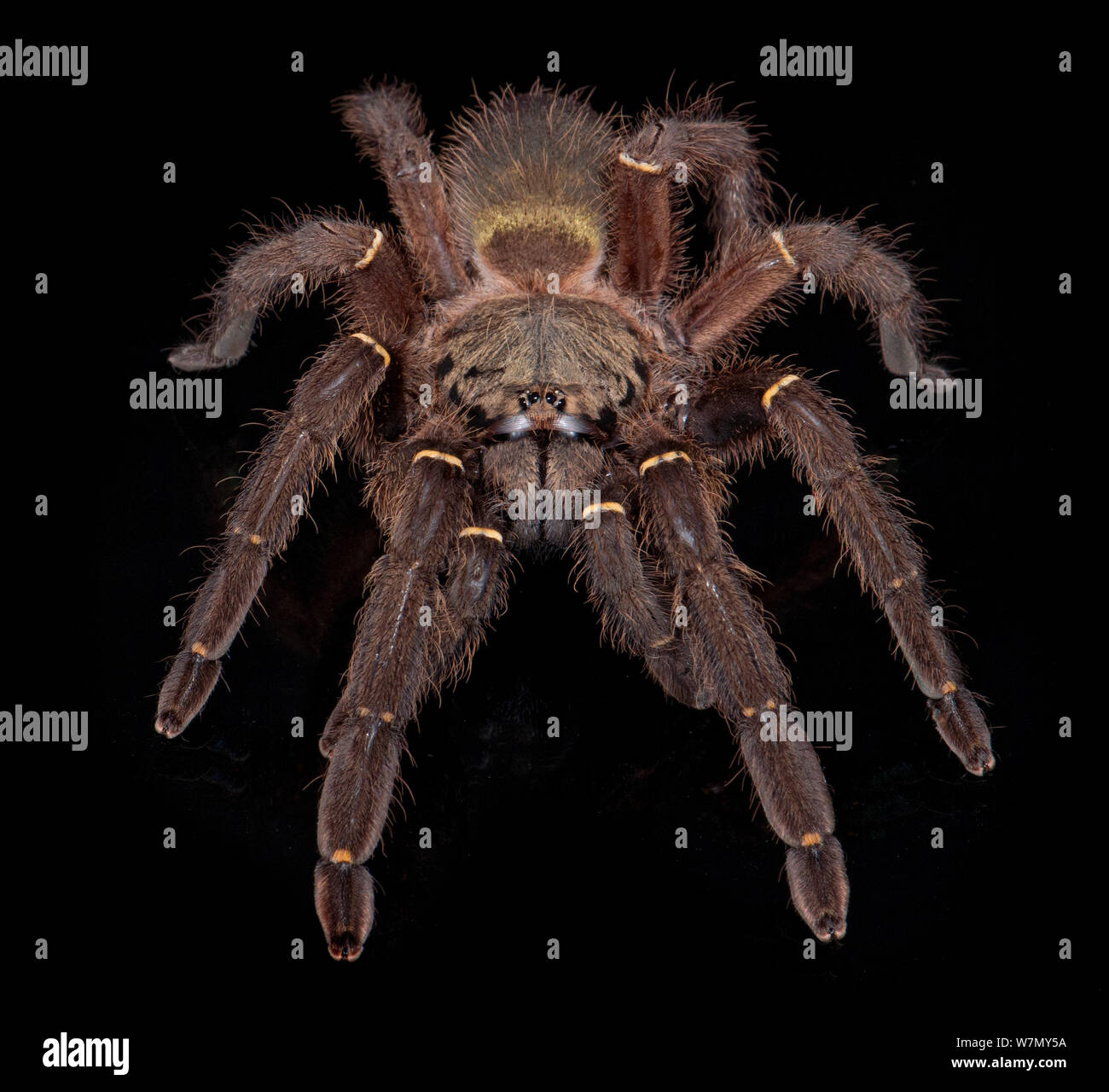 Emerald Skeleton Tarantula (Ephebopus uatuman) captive from South