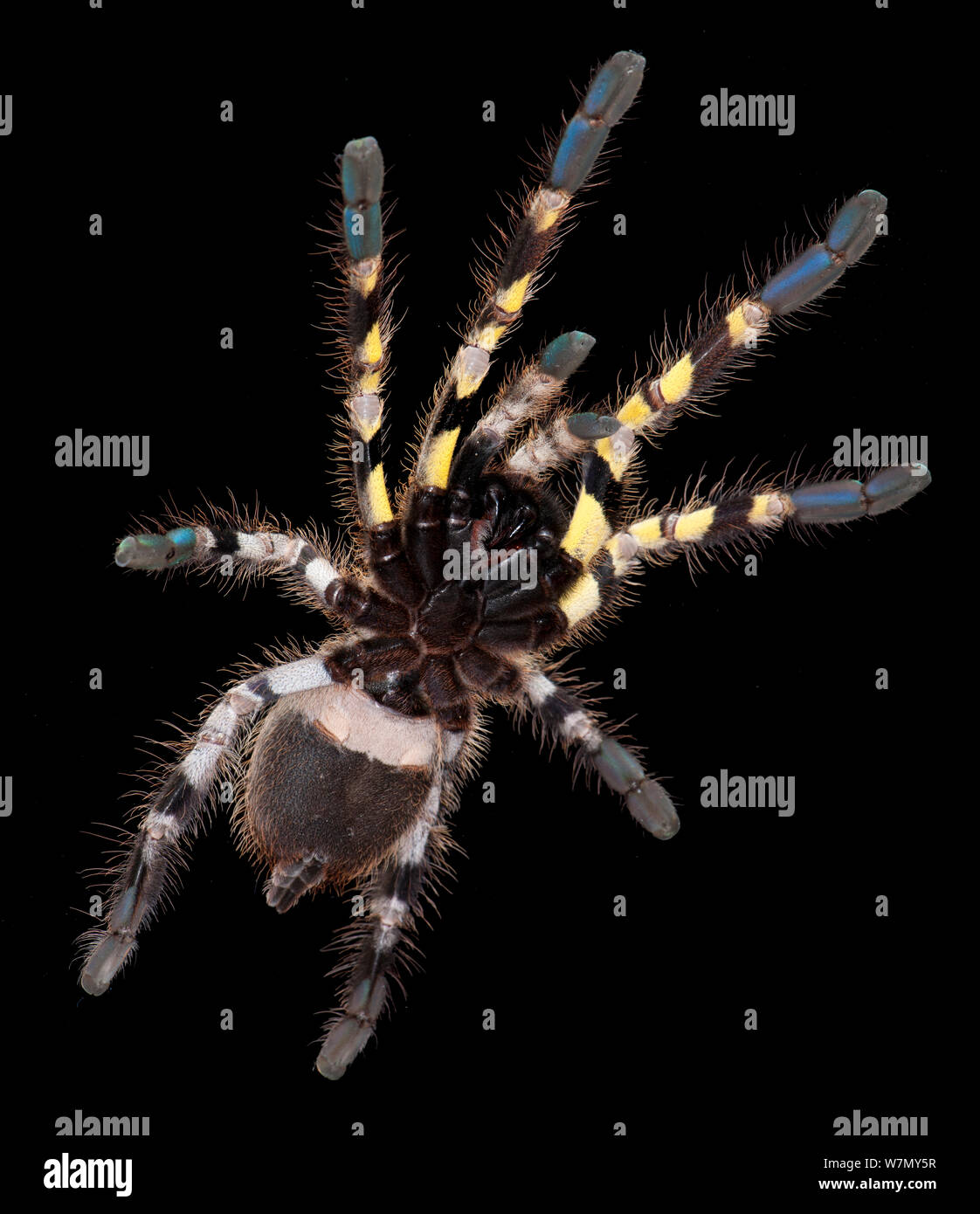 Indian Ornamental Tarantula, (Poecilotheria regalis) ventral view, captive, from India Stock Photo