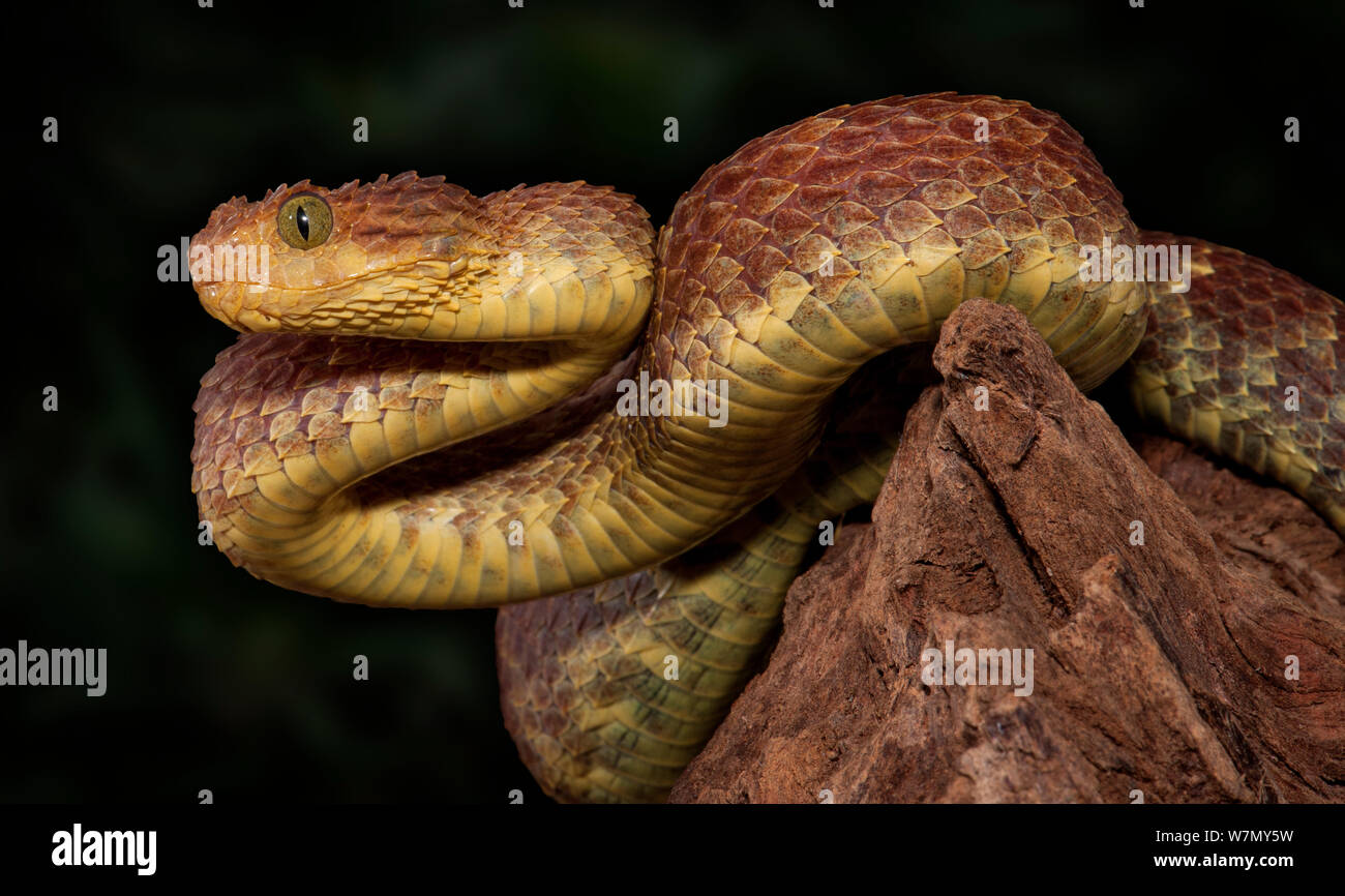 Massimo on X: Atheris chlorechis, also known as Western bush viper, is a  venomous viper species found only in the forests of West Africa. Here you  see one stretching its jaws [read more:  [source of  the gif