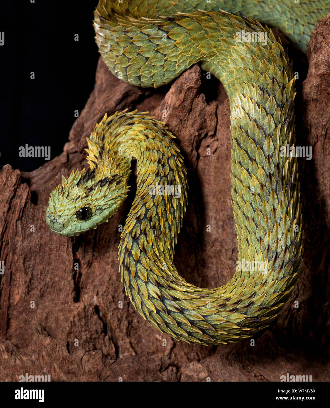 Two Venomous Variable Bush Viper Snakes (Atheris squamigera) coiled to  strike Stock Photo