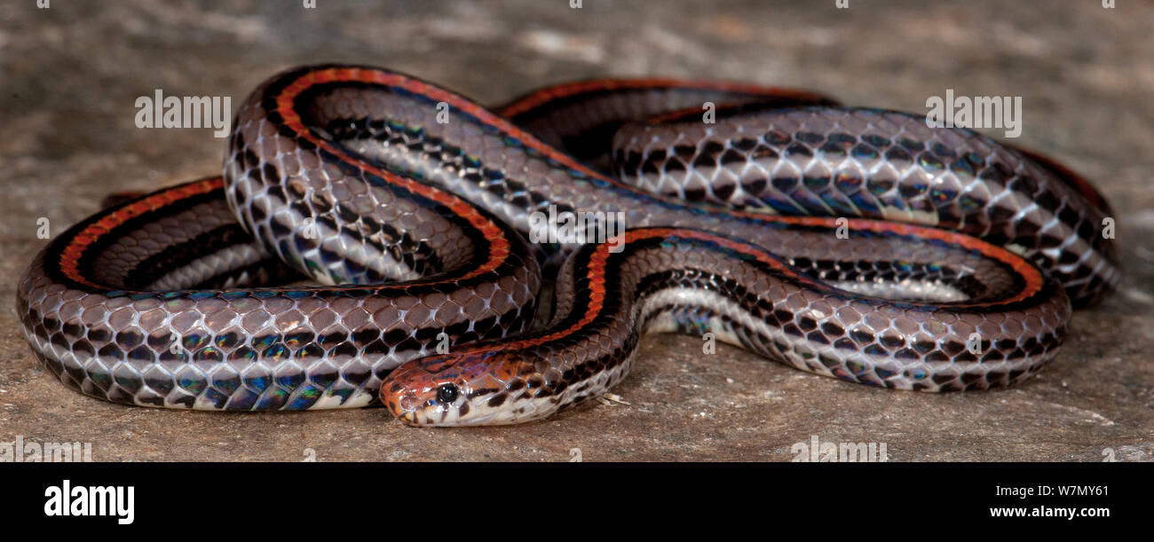 Banded Malaysian Coral Snake (Calliophis intestinalis) captive from South East Asia Stock Photo