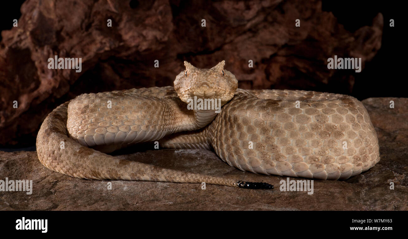 Field's Horned Viper, (Pseudocerastes Persicus Fieldi) Captive, From ...