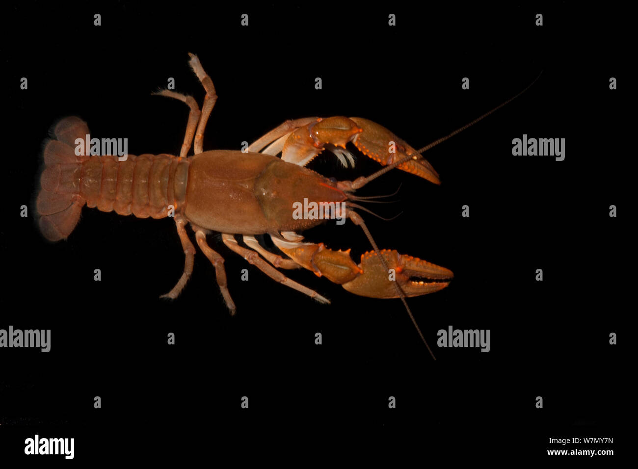 Ambiguous crayfish (Cambarus striatus) Florida, USA, February  Controlled conditions Stock Photo