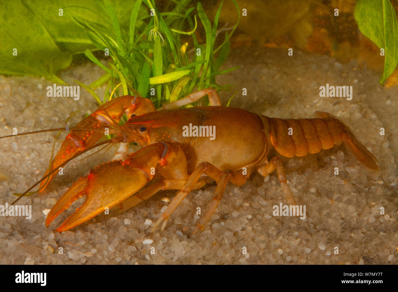 Ambiguous crayfish (Cambarus striatus) burrowing form (it can burrow into almost any substrate) West Florida, USA  Controlled conditions Stock Photo
