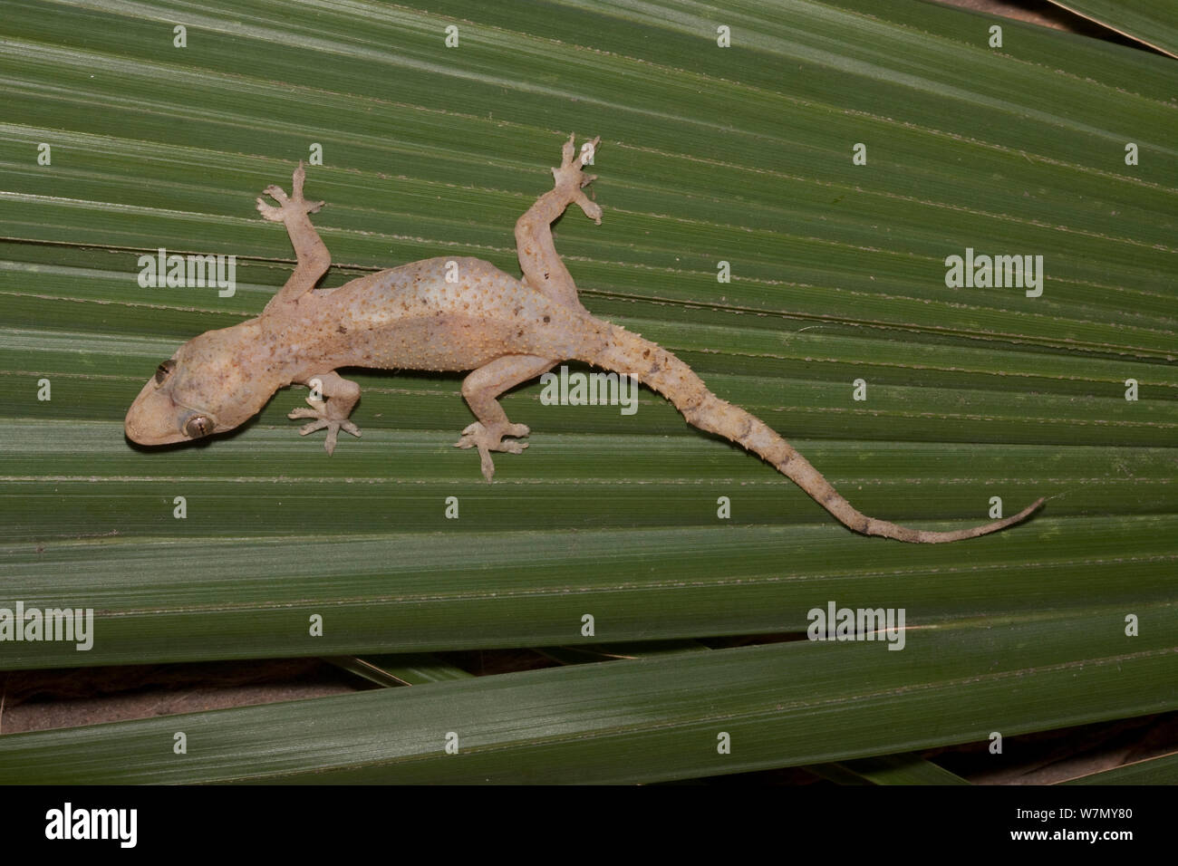 Afro american house gecko hires stock photography and images Alamy