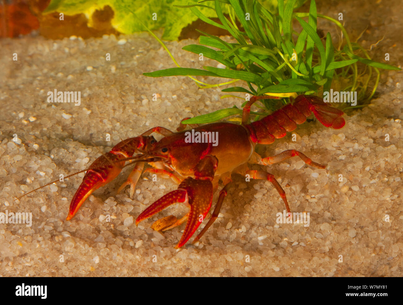 Rusty grave digger crayfish (Cambarus miltus) West Florida, USA Controlled conditions Stock Photo