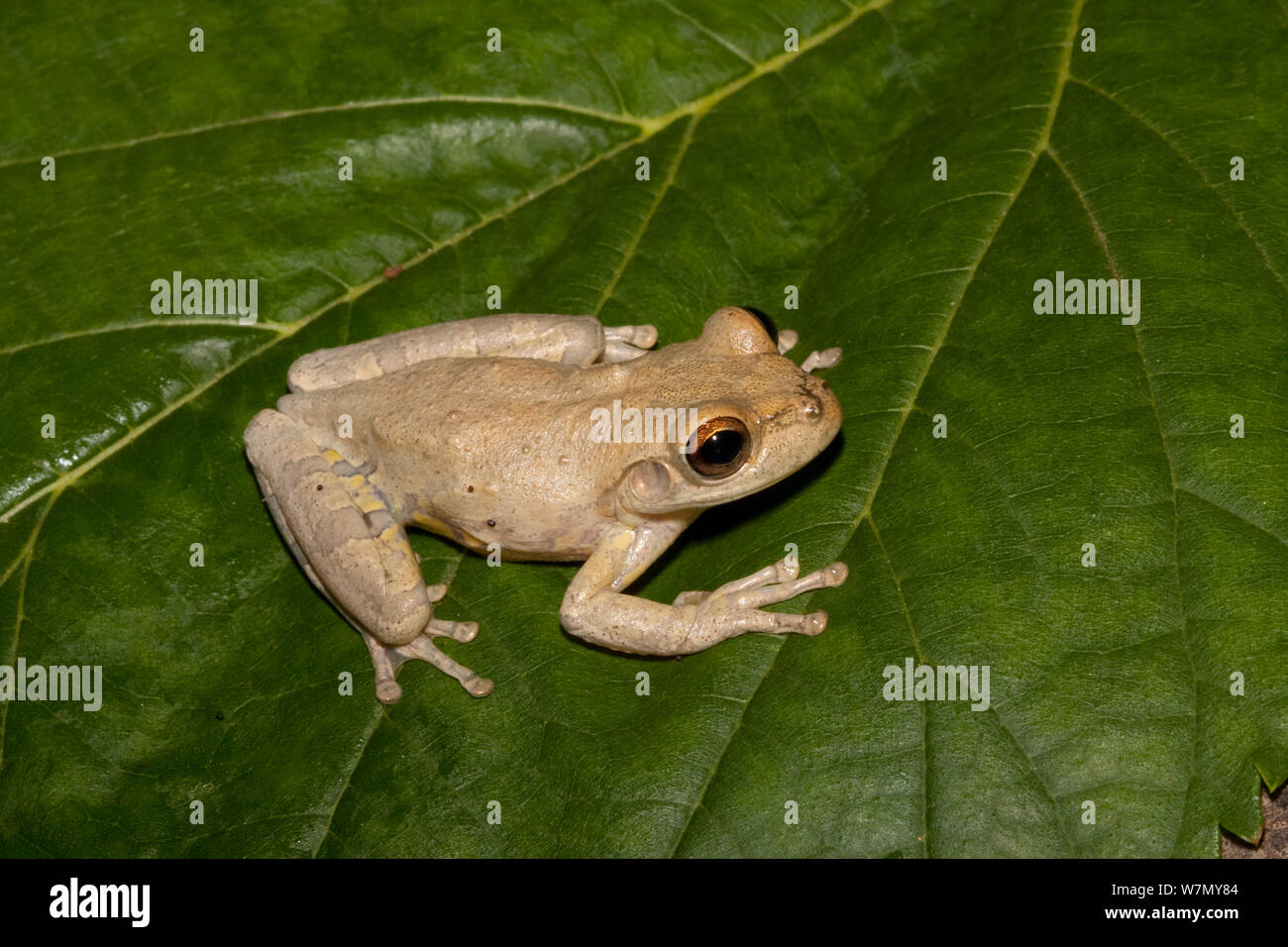 Cuban treefrog (Osteopilus septentrionalis) Lake Kissimmee, South Florida, USA.  Introduced into the USA from the West Indies. Controlled conditions Stock Photo