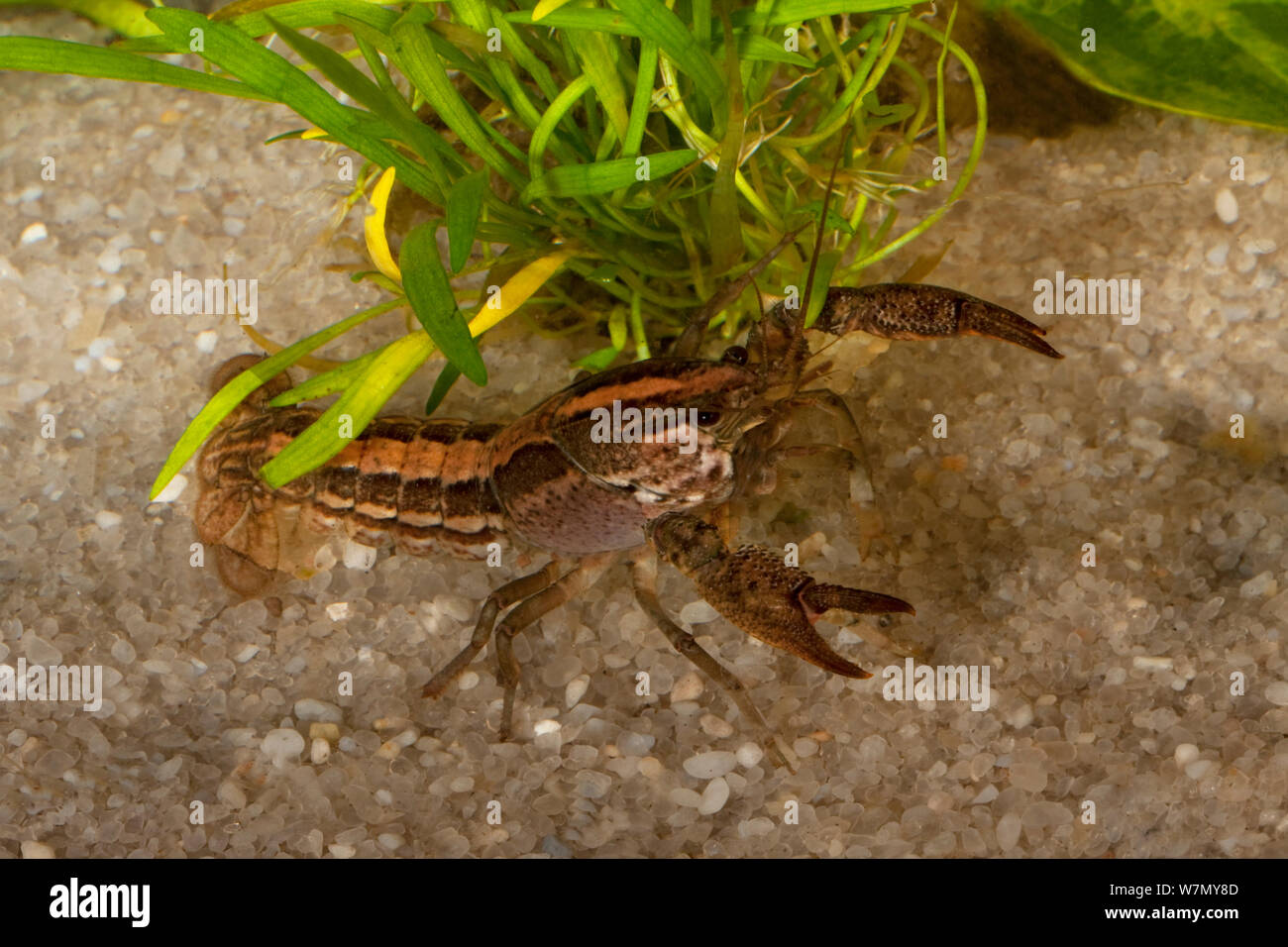 Hatchet crayfish (Procambarus kilbyi) striped phase,  Bay Co, Florida, USA. Controlled conditions Stock Photo