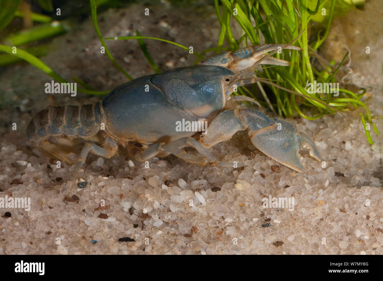 Lavender crayfish (Fallicambarus byersi) burrowing form, West Florida, USA, March.  Controlled conditions Stock Photo