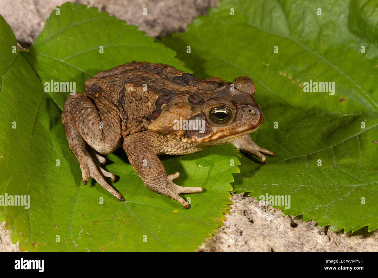 Giant / Cane toad (Rhinella marina) introduced species in South Florida, USA. Stock Photo